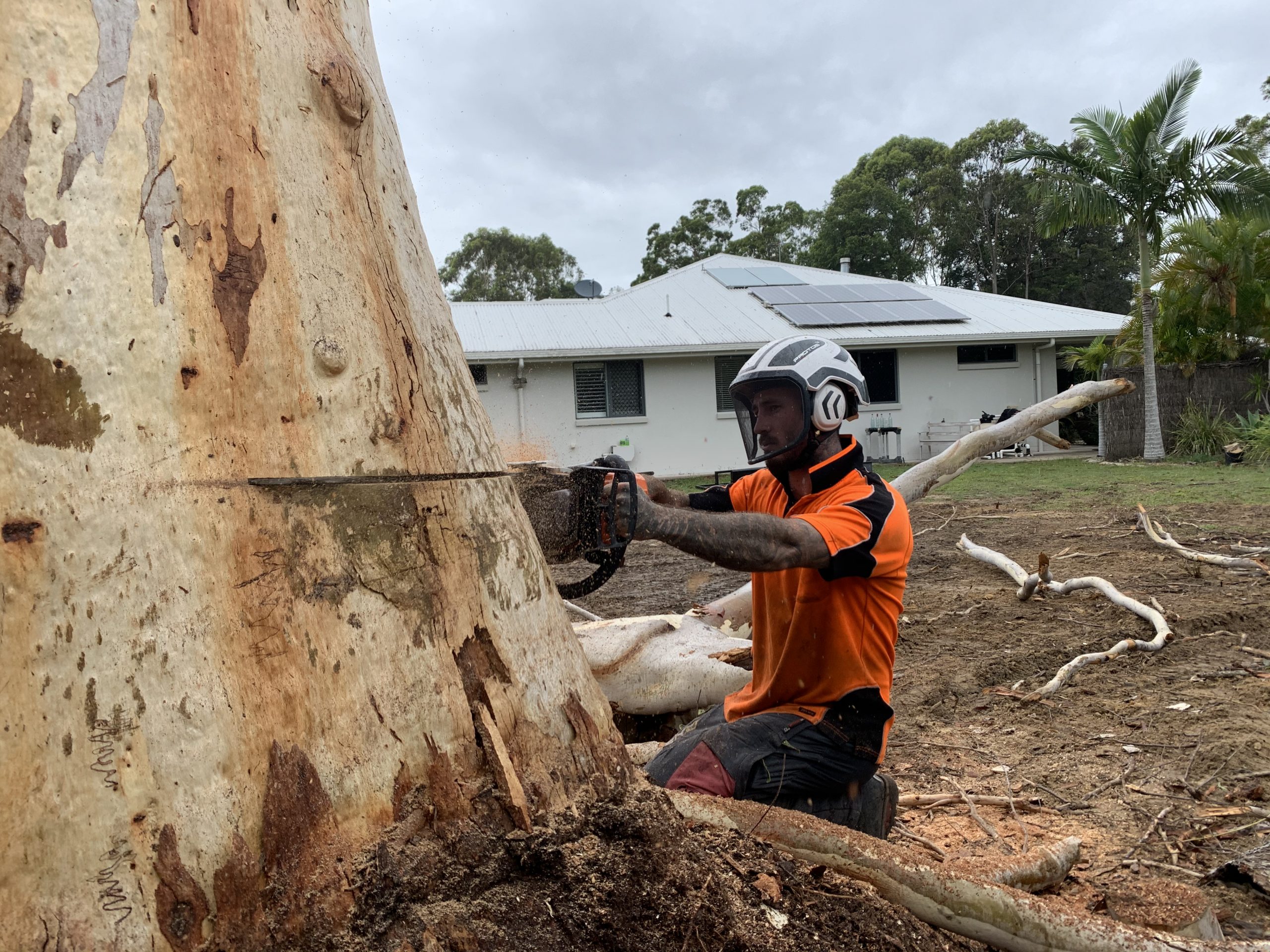 Your Complete Guide to Tree Removal in Sunshine Coast